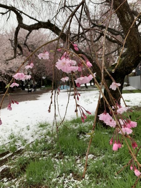 2020・3・29雪と桜①
