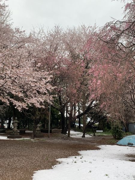 2020・3・29雪と桜②