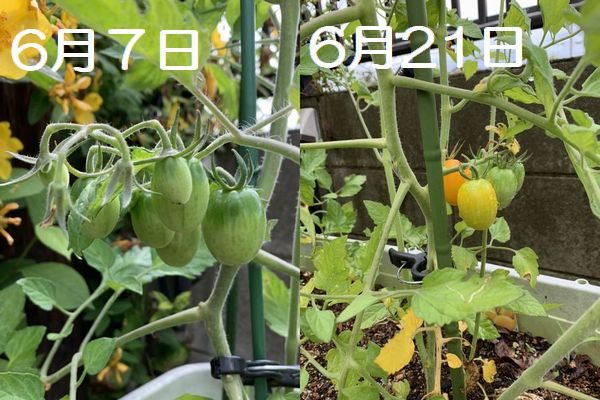 2020・6プチトマト収穫