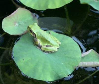 蓮の上の蛙①