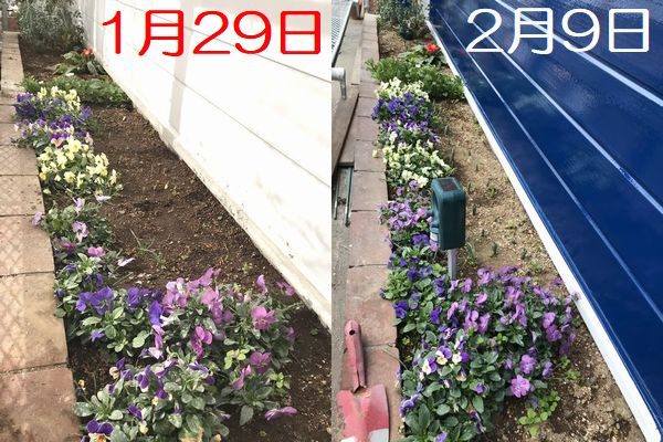 2021・2・8花壇比較