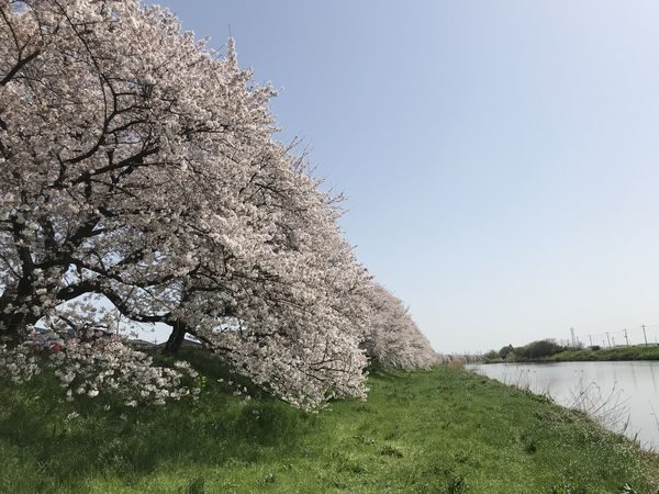 2021・3・31元荒川の桜